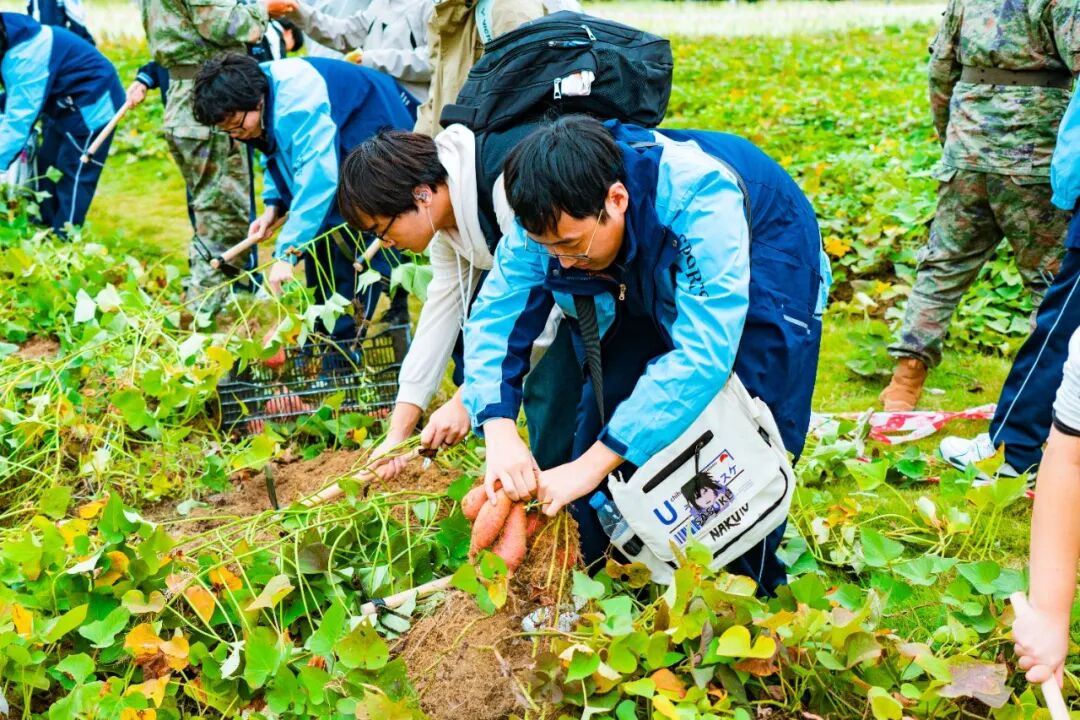 研学挖红薯.jpg C7娱乐